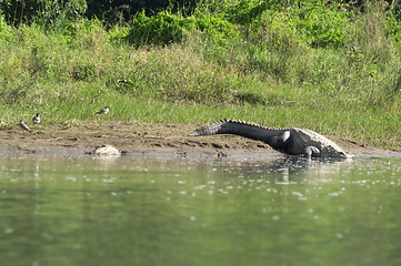 Fototapeta premium Mugger or Marsh crocodile is going under the water at Chitwan National park in Nepal