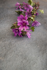Obraz na płótnie Canvas purple wild flowers on a gray metal surface