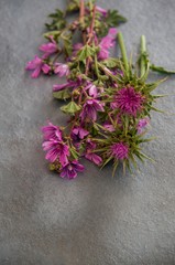 purple wild flowers on a gray metal surface