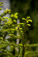 fir tree with blossoms in the garden