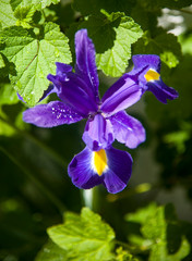 bright iris flower at dawun with dew drops
