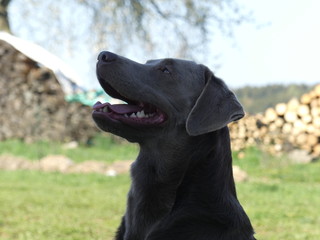 Labrador retriever silver Kopf 