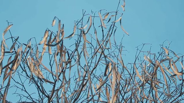 Catalpa speciosa. Dried up empty pods on the Catalpa or Catawba tree against the blue spring sky. 