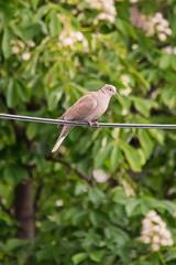 Isolated turtledove on electric wire 