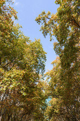 Lines of autumn foliage leaves on left and right sides.