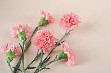 Pink carnation flowers on a pink background. Close-up. View from above. The concept of congratulations on the holiday.