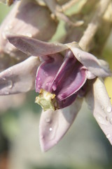 Calotropis gigantea (crown flower) with drops of dew. Medicinal Crown flower