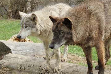 Obraz premium Pair of Intense Gazes