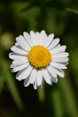 Fototapeta premium daisy in the grass