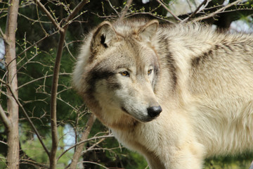 Fototapeta premium Perceptive Predator