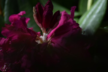 Obraz premium Fleur mauve