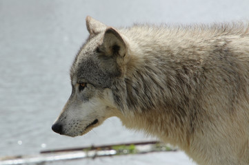 Profile of a Grey Wolf