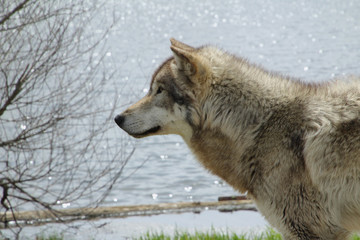 Obraz premium Profile of a Wolf