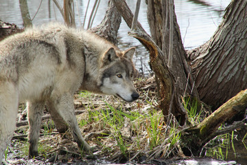 Obraz premium Quiet and Alert