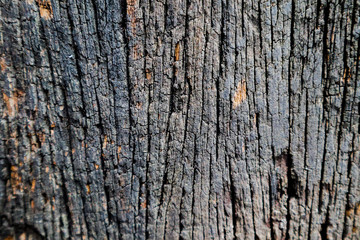 Beautiful rock wood and stone abstract texture background and wallpaper