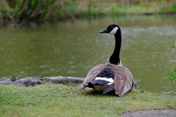 Obraz premium Kanadagans am Wasser