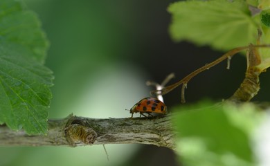 ladybug on a plant