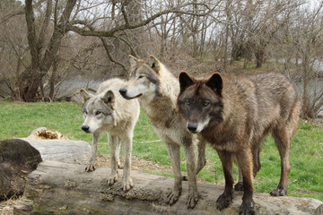 Three Wolves on a Log