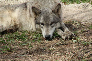 Tired Wolf