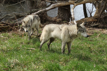 Two Alert Wolves