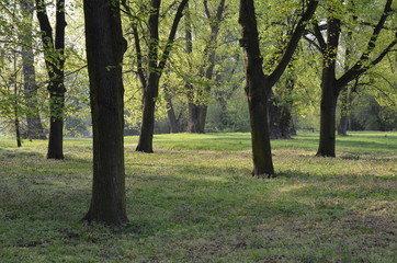 krajoobraz parkowy - stare lipy w wiosenny poranek - obrazy, fototapety, plakaty