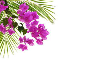Bougainvillea flowers and palm leaves in a tropical corner arrangement
