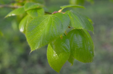 Lipa szerokolistna, Tilia platyphyllos - młode liście na wiosnę © Ewa