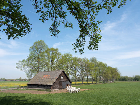 white goats on sunny day in spring and old barn on utrechtse heuvelrug in the netherlands near utrecht