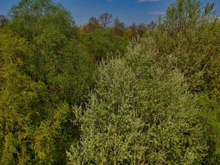 Tops of the trees in a park in Nesvizh, Belarus