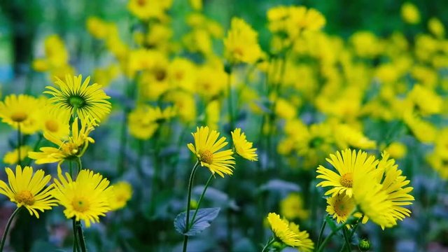 Doronicum orientale (caucasicum) - Magnificum.Doronic.Marguerite Jaune.Famille : Ast&eacute;rac&eacute;es / Compos&eacute;es