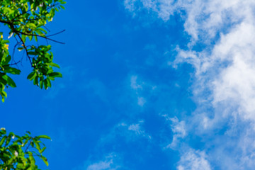 Obraz premium Web spring jungle frame banner. Green leaves against blue white sky, white clouds. Sunlight coming through. Realistic picture Paradise. Christmas ornamental background. Copy space room in right side.