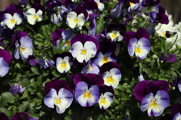 Fioletowe bratki © Seance_Photo_Sylwia