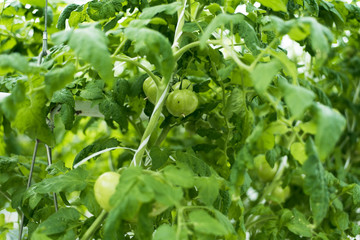 green tomatoes sprout in the greenhouse. Industrial cultivation of tomatoes and herbs