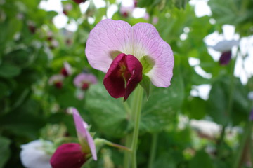 スナックエンドウの花