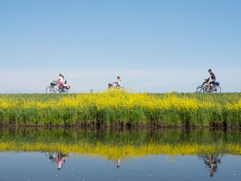 family rides bicycle along water of valleikanaal near leusden in the netherlands and passes yellow blooming flowers of rapeseed
