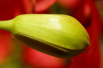 Macro Close up of the red flower of the Delonix regia tree (royal poinciana, flamboyant or flame tree)