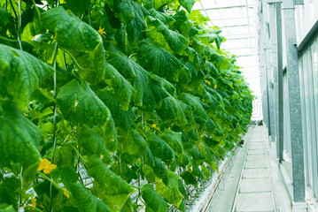 Growing green cucumbers in a large and bright greenhouse. Small green cucumbers on the farm