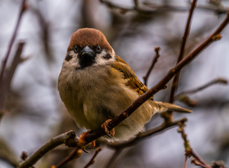 Eurasian tree sparrow in the evening sun