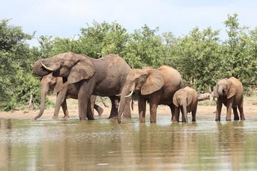 Fototapeta premium Afrikanischer Elefant / African elephant / Loxodonta africana