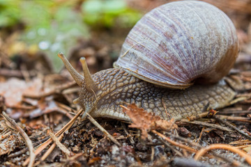 snail on fallen leaves