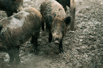 Boars in the mud. Dirty herd of boars on the farm. Pig family