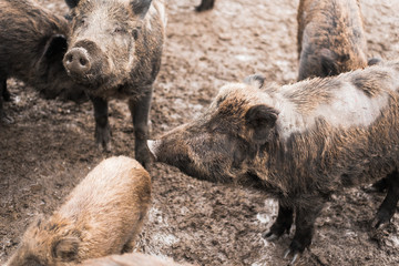 Boars in the mud. Dirty herd of boars on the farm. Pig family