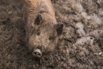 Boars in the mud. little boar in the dirt on the farm. Pig family