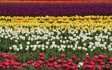 Fototapeta premium field of colorful tulips