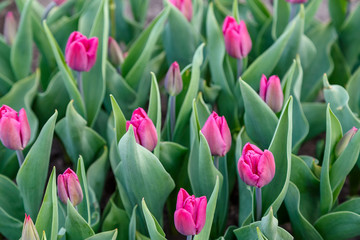Tulips blooming in the city flowerbed