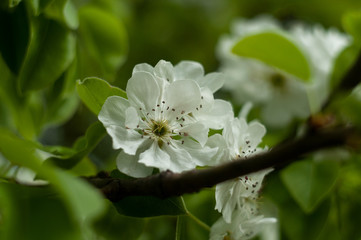Blossom Apple tree flowers close-up photography
