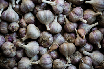 Garlic. A lot of garlic for planting. Purple garlic.