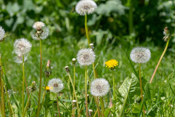 dandelions and soft blowballs in a meadow