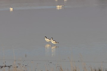 Pair of pied avocets, Recurvirostra avosetta