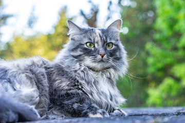 Naklejka na ściany i meble Fluffy gray cat lying on a rock in the park. Beautiful thoroughbred cat close-up. Siberian long-haired cat. Pets.